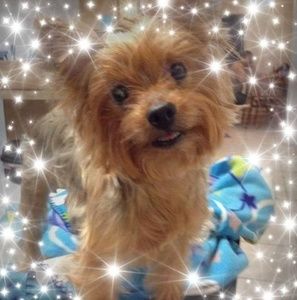 Meet your Posher, Anna